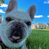 Entry image for Yoli