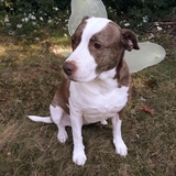 Entry image for Bella