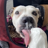 Entry image for Honey