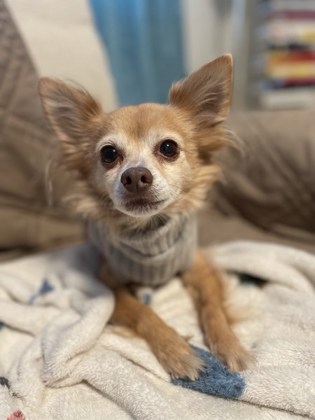 Entry image for Penelope Veronica Castro “Penny”. Clicking this image will show a larger photo