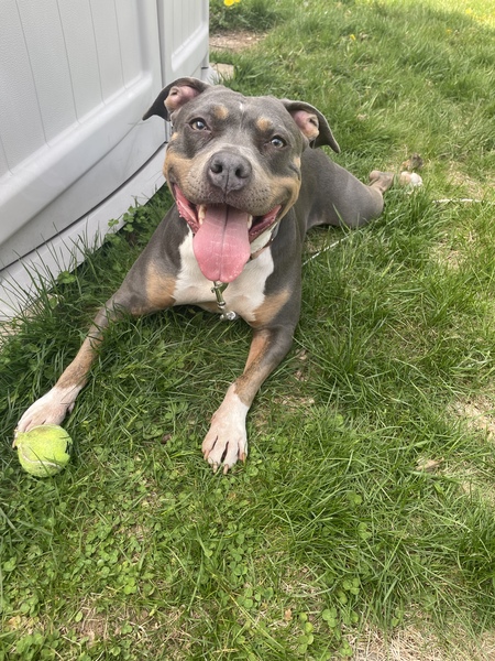 Entry image for Sage. Clicking this image will show a larger photo