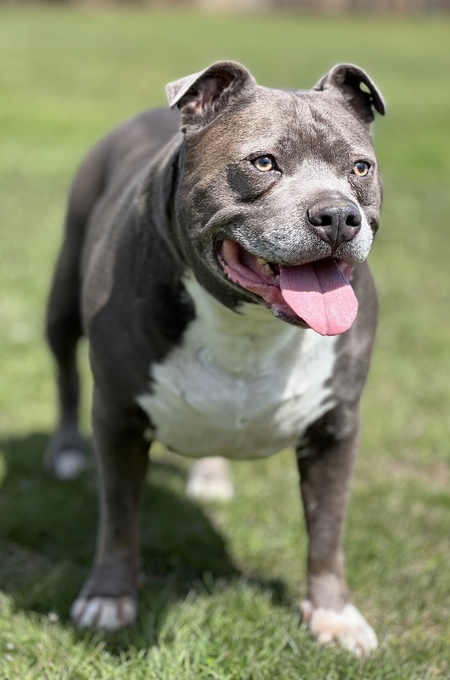 Entry image for  Crixus. Clicking this image will show a larger photo