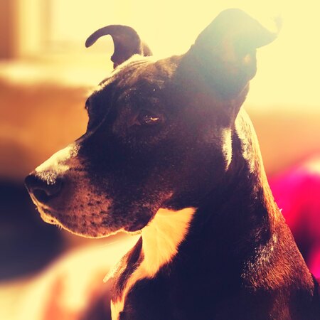 Entry image for Ballerina (Nikki). Clicking this image will show a larger photo