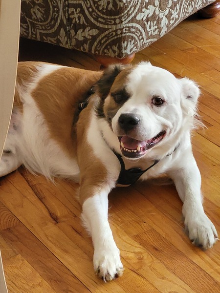 Entry image for Charley. Clicking this image will show a larger photo