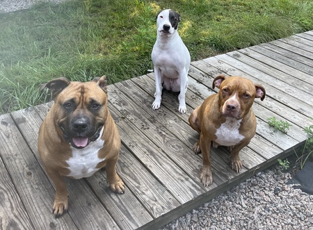 Entry image for Hodor, Roo, Jimmy. Clicking this image will show a larger photo