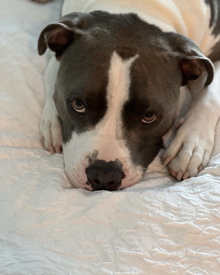 Entry image for Hank. Clicking this image will show a larger photo