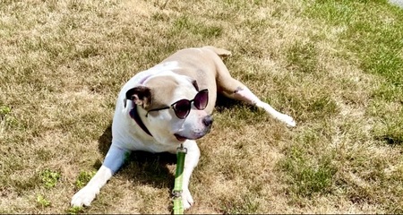 Entry image for Tilly. Clicking this image will show a larger photo