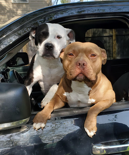 Entry image for Katie and Copper. Clicking this image will show a larger photo