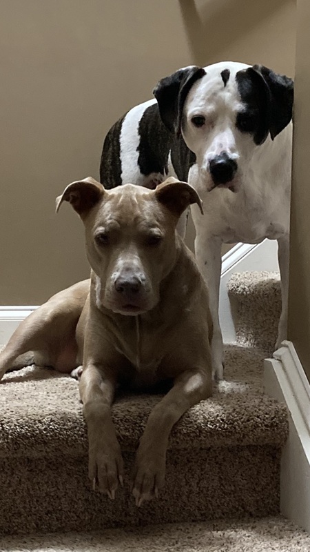 Entry image for Rocky and Mia. Clicking this image will show a larger photo