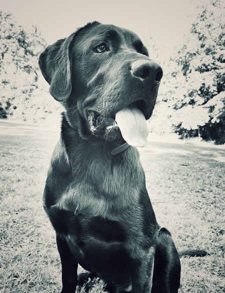 Entry image for Moose. Clicking this image will show a larger photo