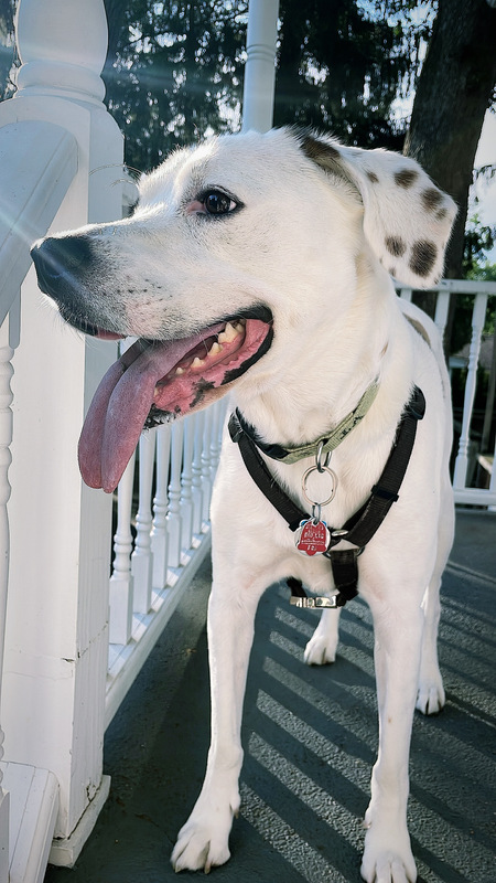 Entry image for Hunter. Clicking this image will show a larger photo