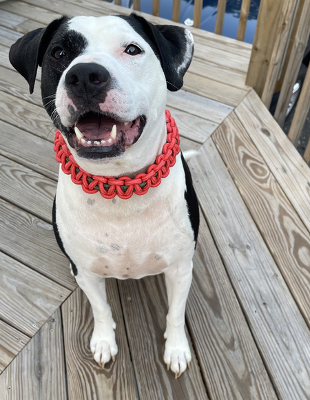 Entry image for Rex. Clicking this image will show a larger photo