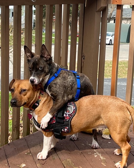 Entry image for Midget and Munchkin . Clicking this image will show a larger photo