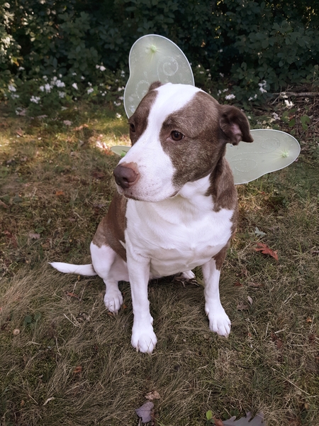 Entry image for Bella. Clicking this image will show a larger photo