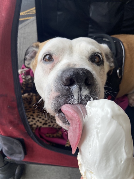 Entry image for Honey. Clicking this image will show a larger photo