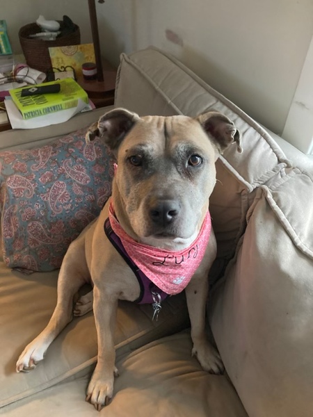 Entry image for Lucy. Clicking this image will show a larger photo