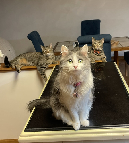 Bella, Taka, and Mufasa