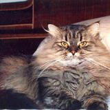 Entry image for Kasha