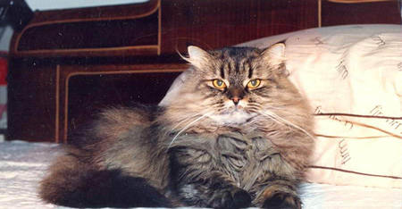 Entry image for Kasha. Clicking this image will show a larger photo