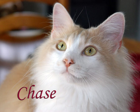 Chase