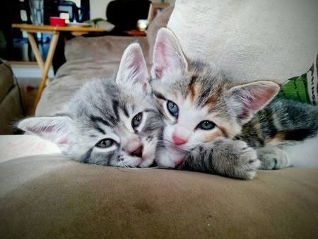 meeka & callie