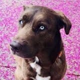 Entry image for Bleu