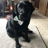 Entry image for Whiskey