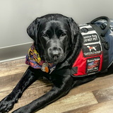 Entry image for Lady Bug