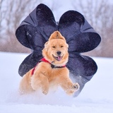 Entry image for Hondo