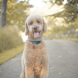 Entry image for Charlie