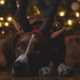 Entry image for Finn