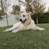 Entry image for Cooper