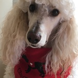 Entry image for Sadie