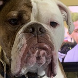 Entry image for Chuck E. Roast