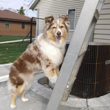 Entry image for Sadie