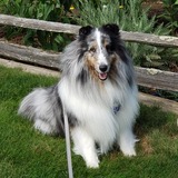 Entry image for Wyatt