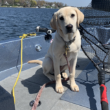 Entry image for Yelich (Yeli)