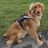 Entry image for Guinness 