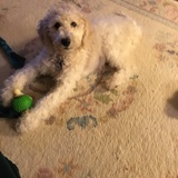 Entry image for Pearl 