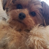 Entry image for Ryle