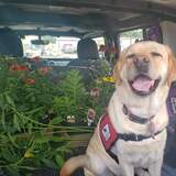 Entry image for Echo 