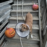 Entry image for Baxter