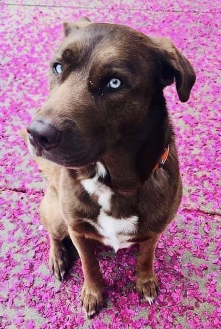 Entry image for Bleu. Clicking this image will show a larger photo