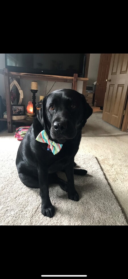 Entry image for Whiskey. Clicking this image will show a larger photo