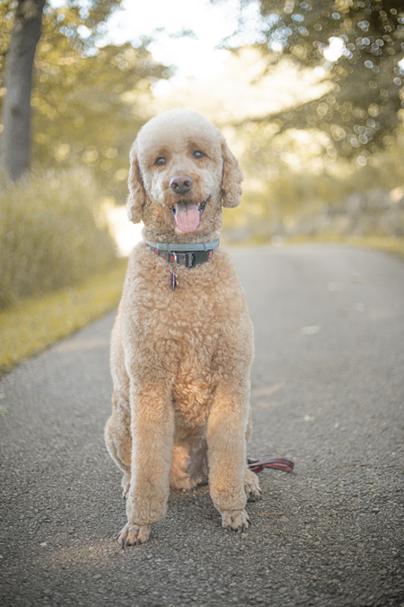 Entry image for Charlie. Clicking this image will show a larger photo