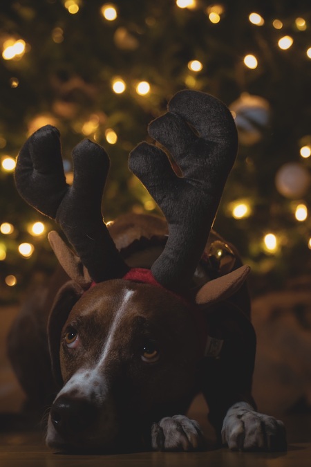 Entry image for Finn. Clicking this image will show a larger photo