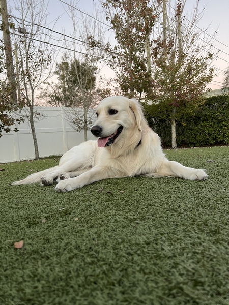 Entry image for Cooper. Clicking this image will show a larger photo