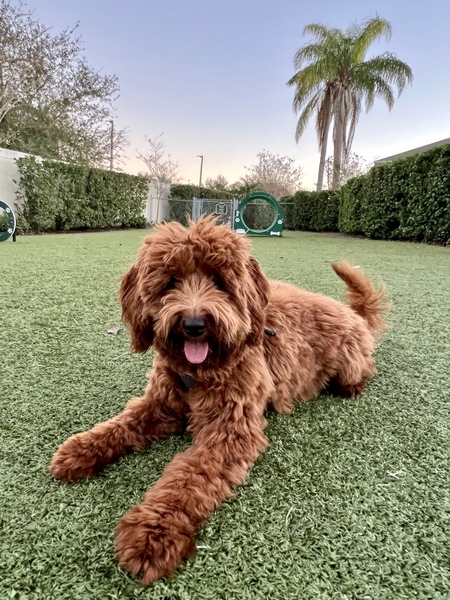 Entry image for Skye. Clicking this image will show a larger photo