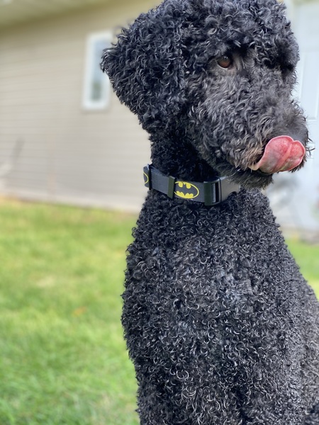 Entry image for Juliet. Clicking this image will show a larger photo