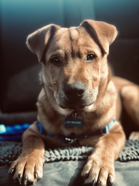 Entry image for Kozmo. Clicking this image will show a larger photo